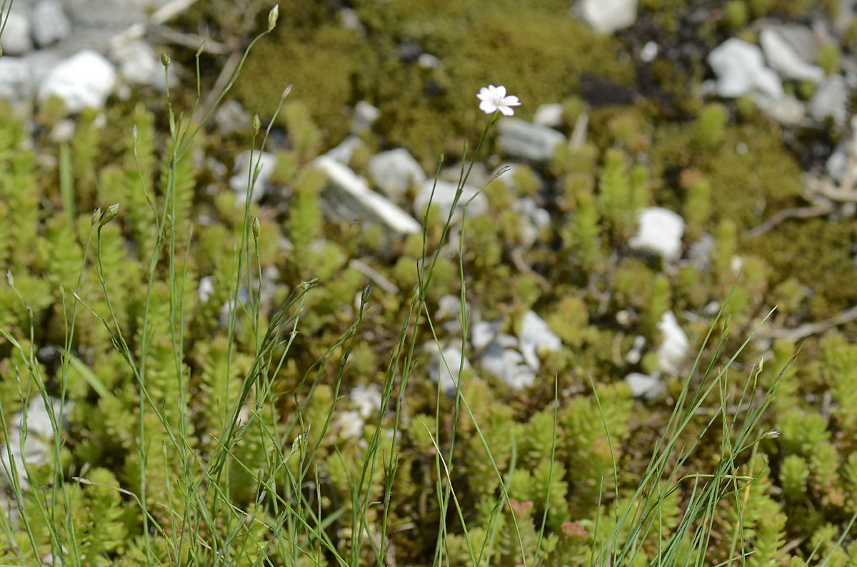 Petrorhagia saxifraga / Garofanina spaccasassi